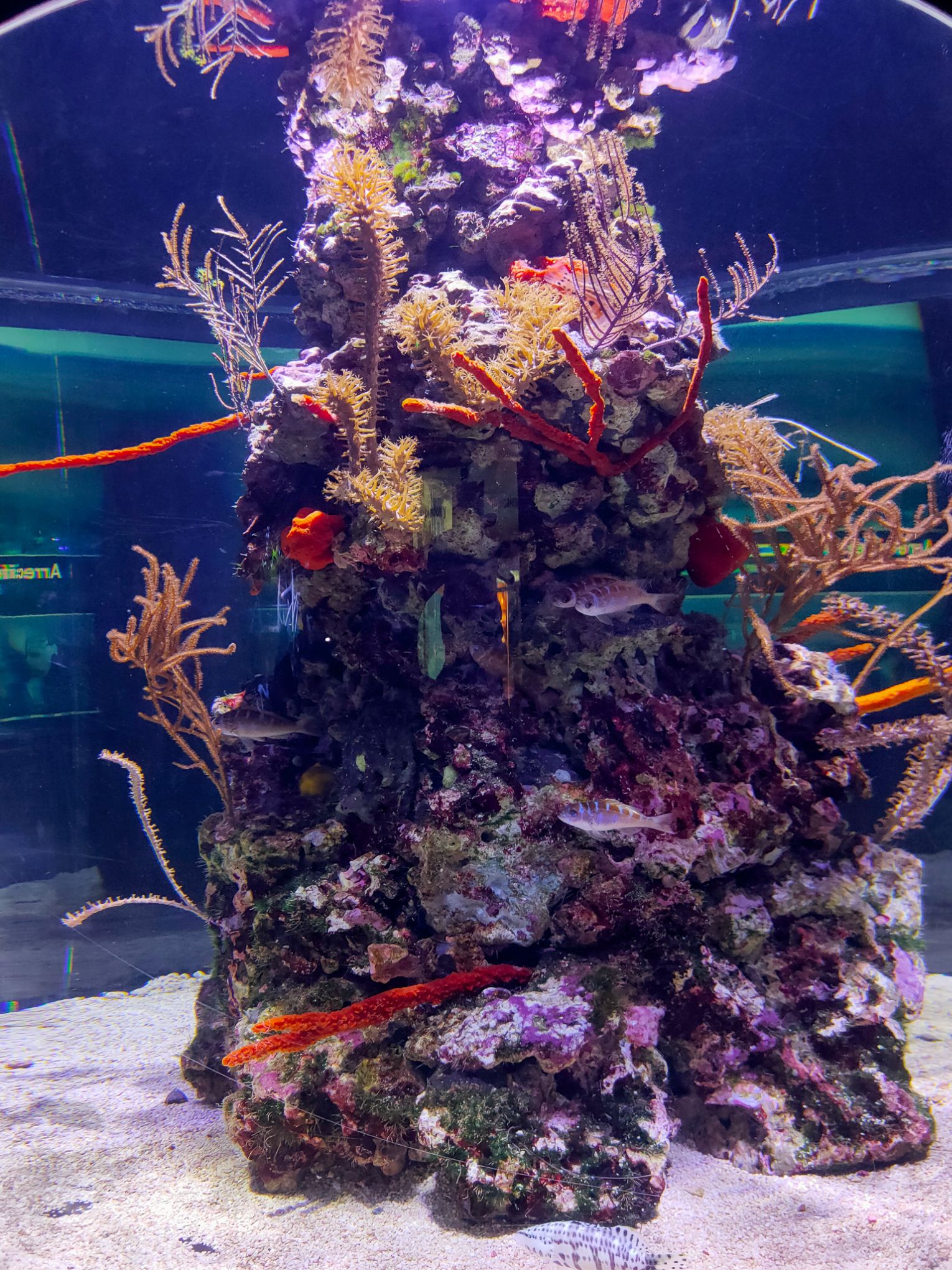 Valencia Oceanográfico