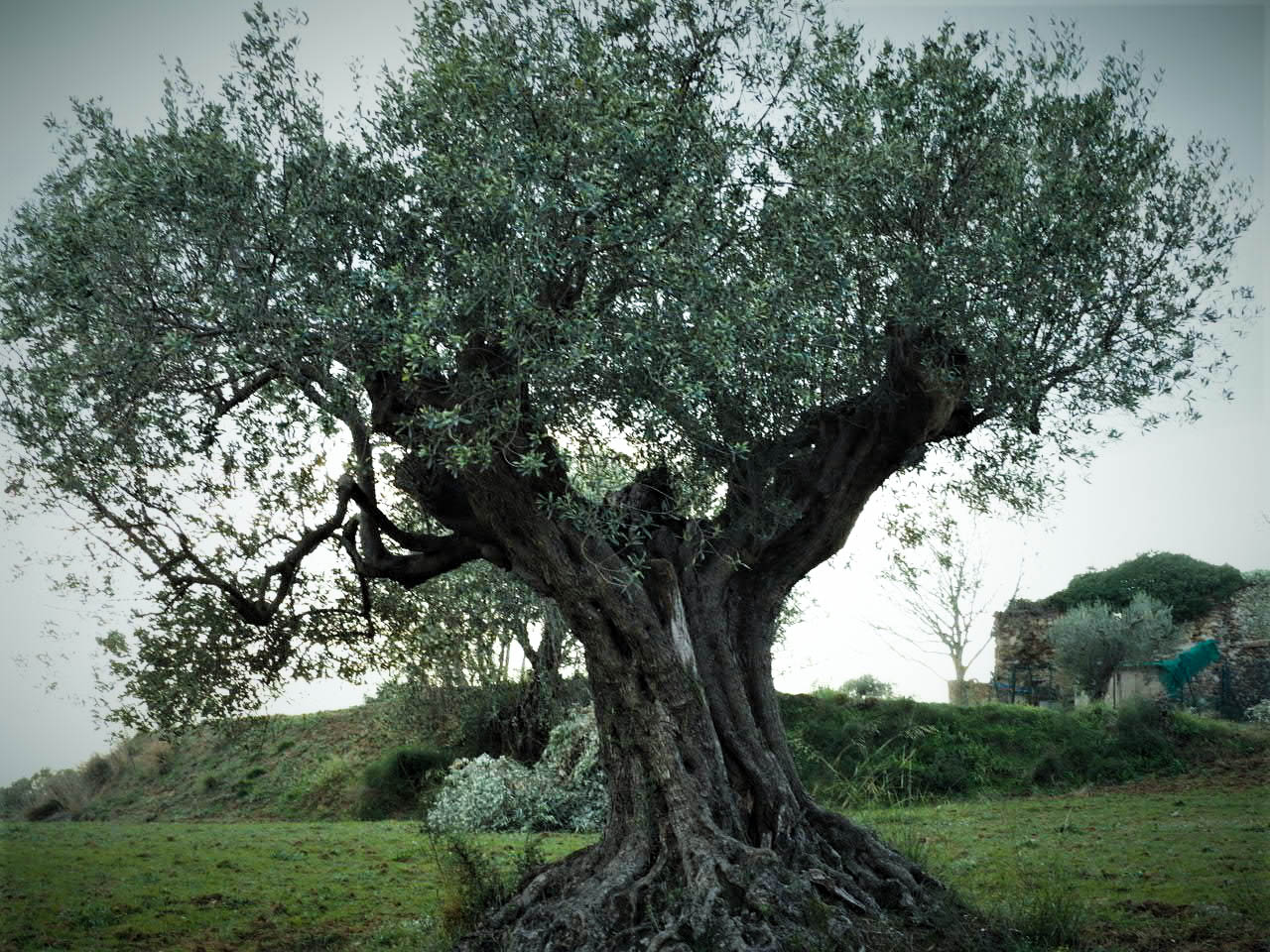 Olivera