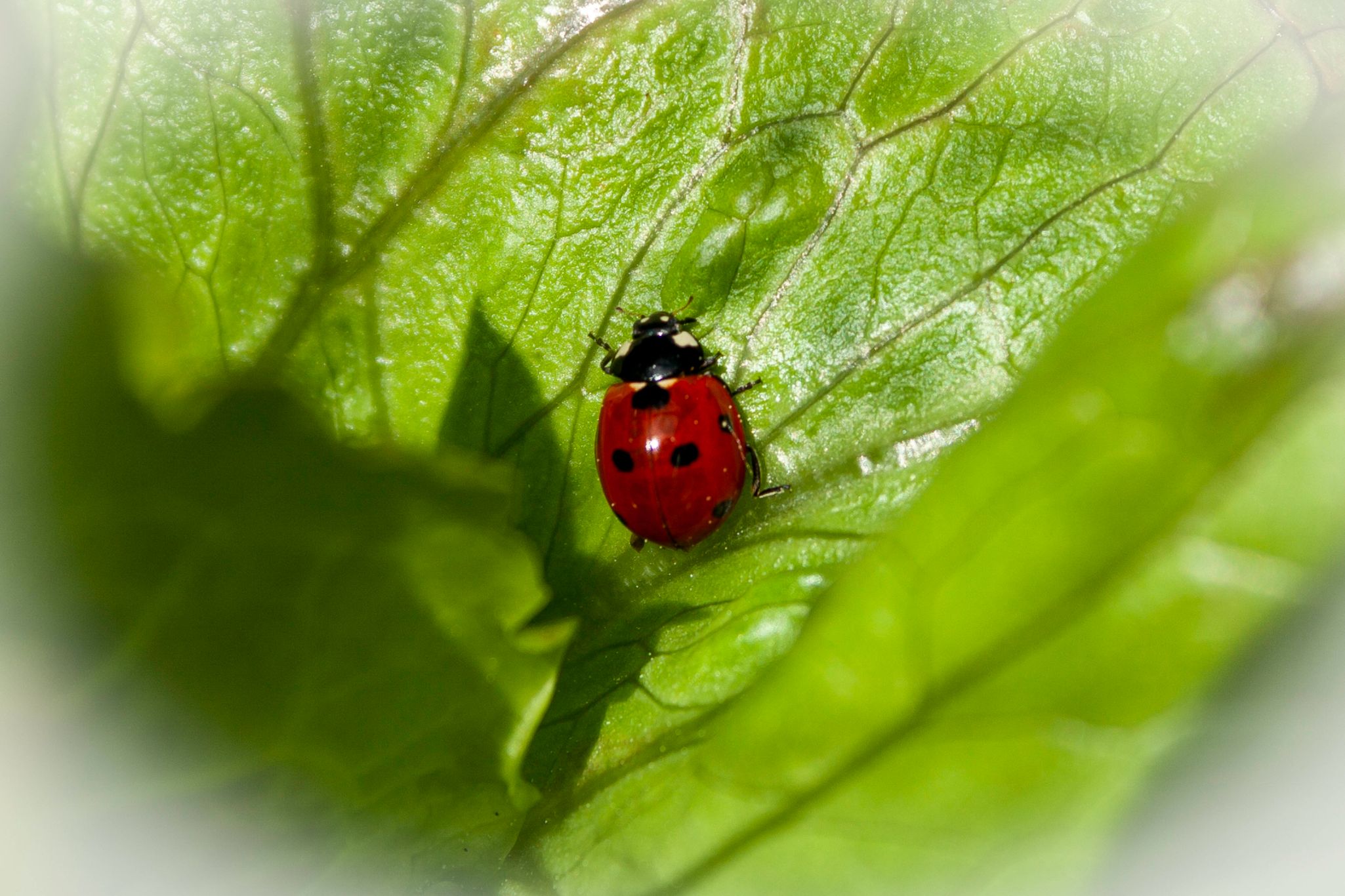 Josep macros220506 12981