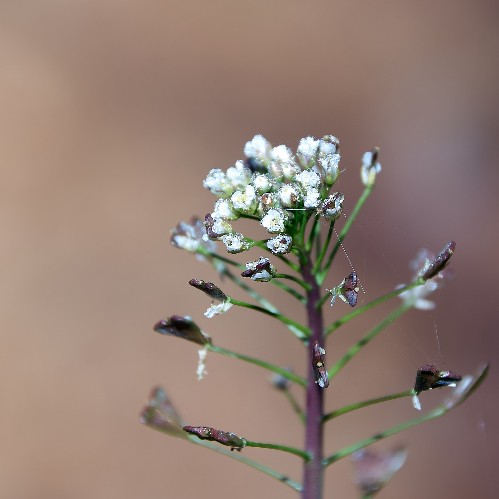 Macro  IMG8158 20 02 09